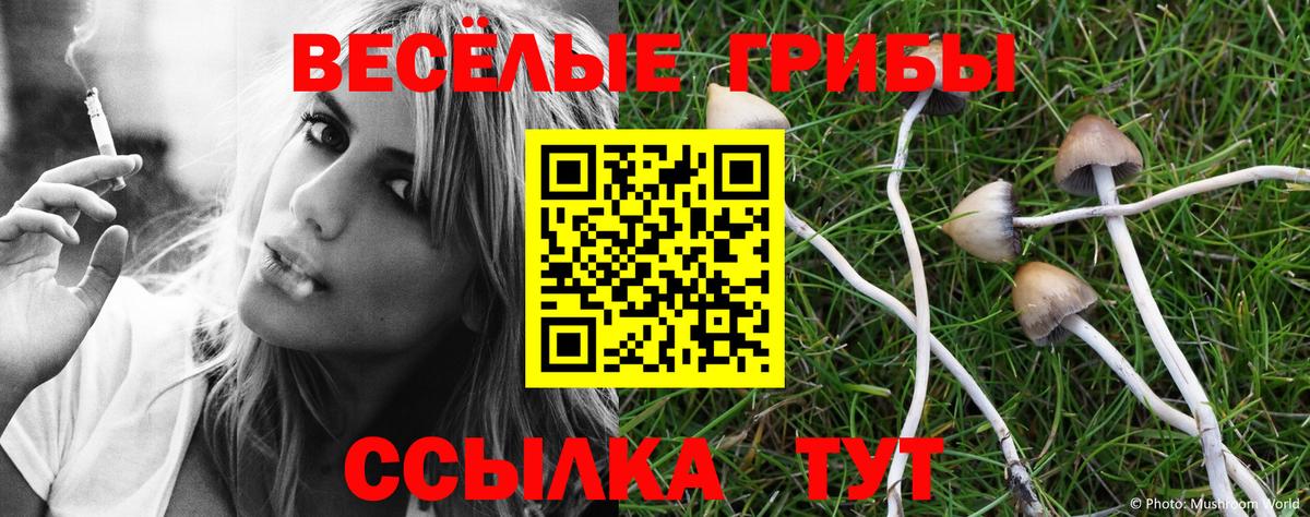 Галлюциногенные грибы Psilocybe Кстово
